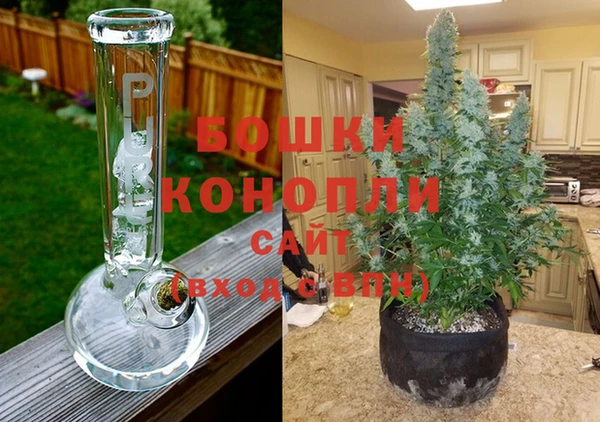 прущие грибы Пересвет